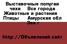 Выставочные попугаи чехи  - Все города Животные и растения » Птицы   . Амурская обл.,Зея г.